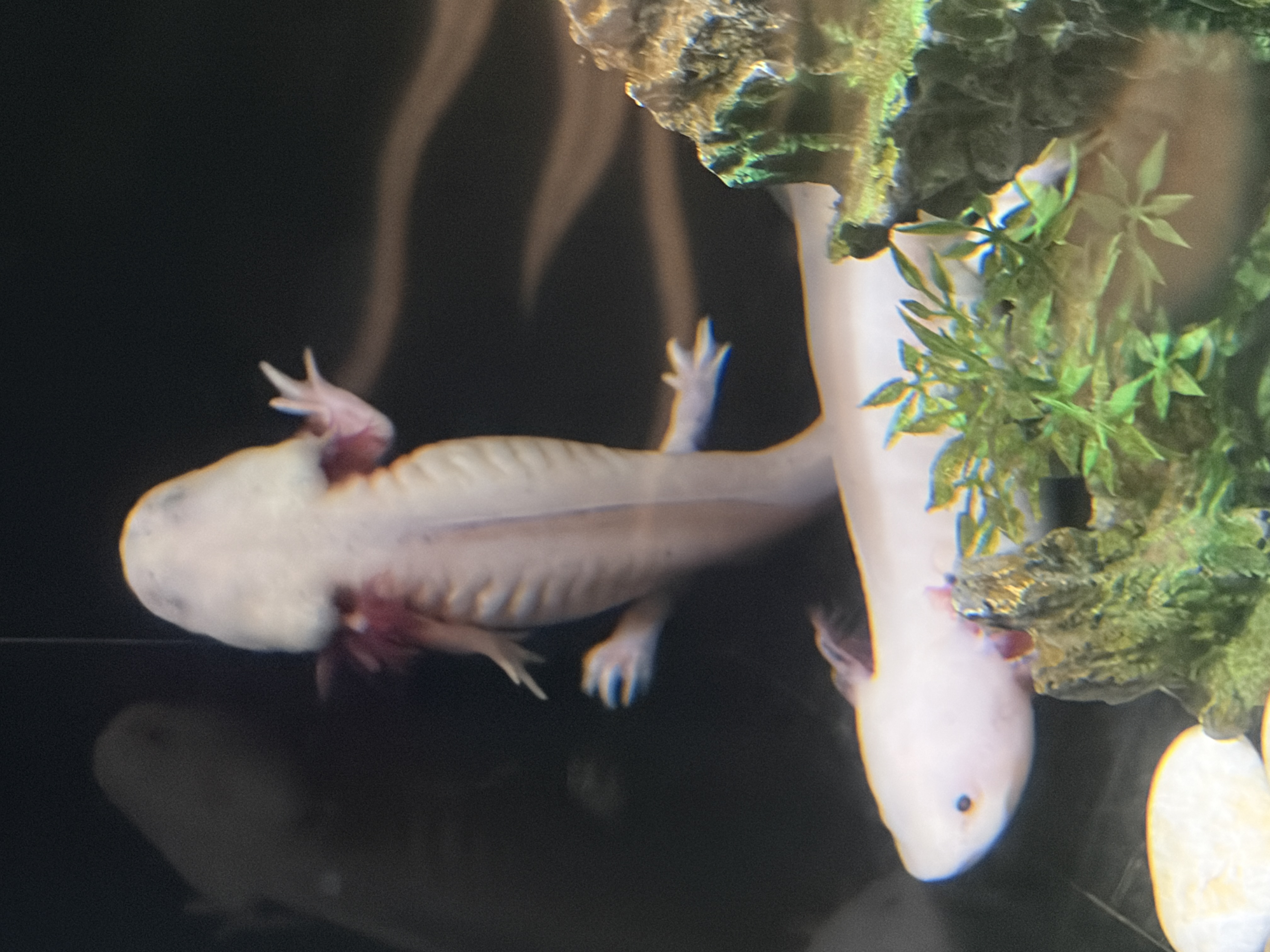 Two axolotls